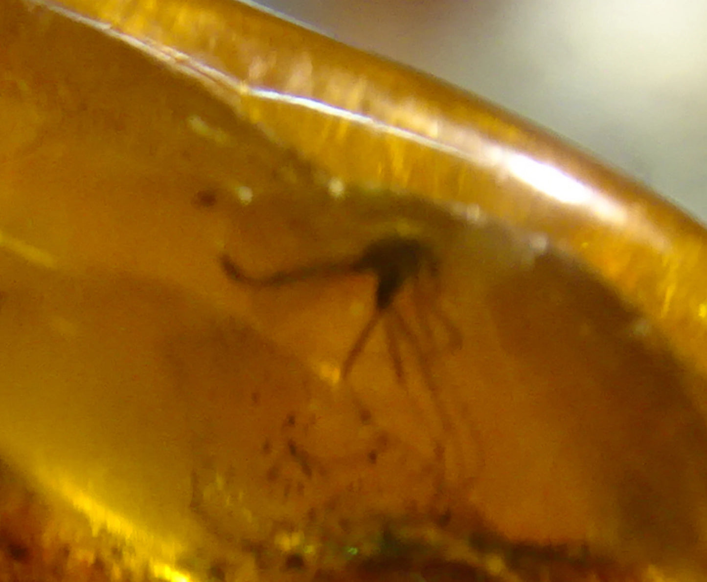 Ambre, spècimen de galet roulé avec insecte à l'intérieur, de 33x20x12 mm. Superbe pièce pour bijouterie ou collection !