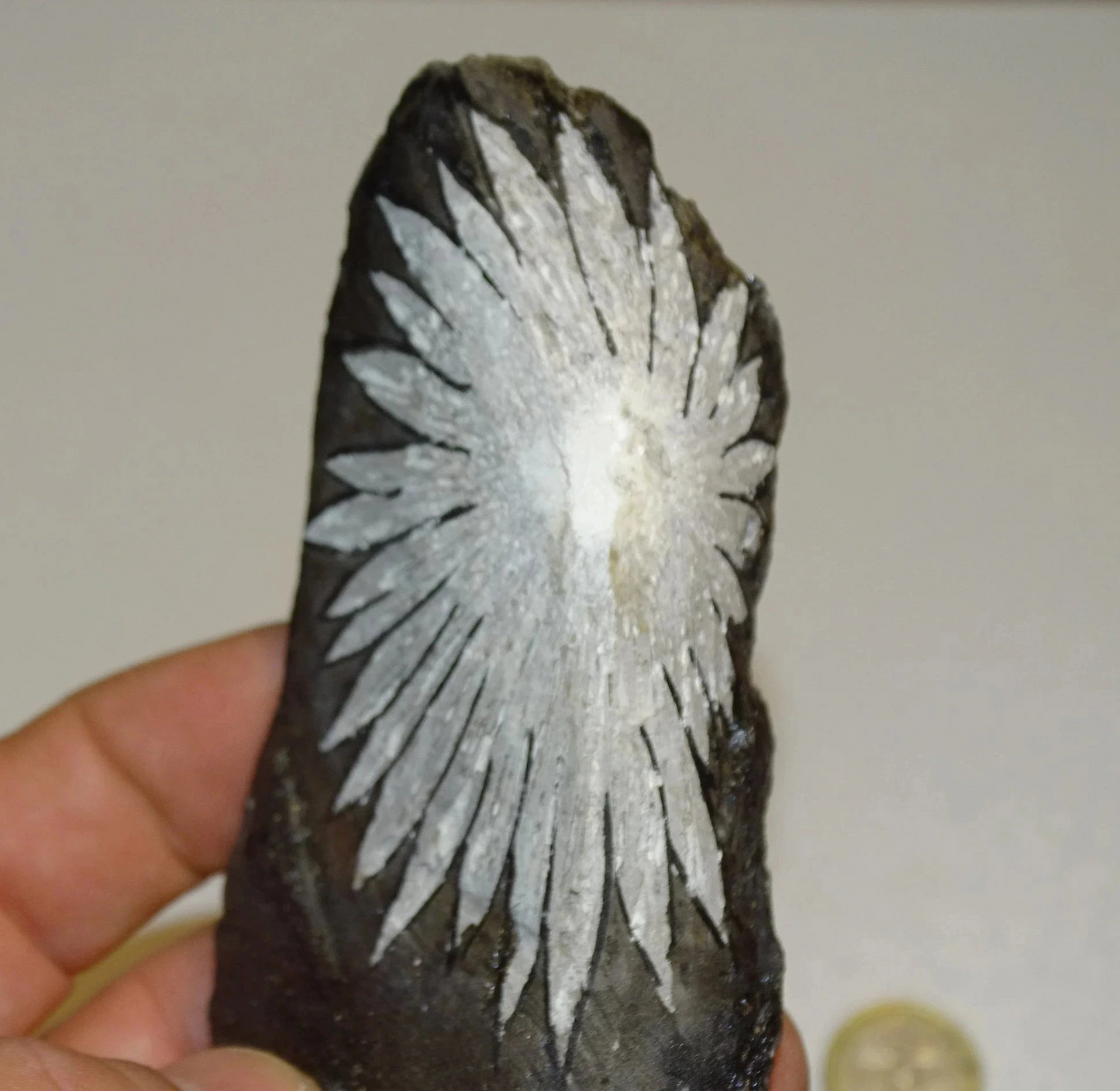 Pierre de Chrysanthème (inclusions en forme de fleurs), de 105mm x 60x52 - 63,8 grammes. Parfait pour décoration, collection ou exposition...