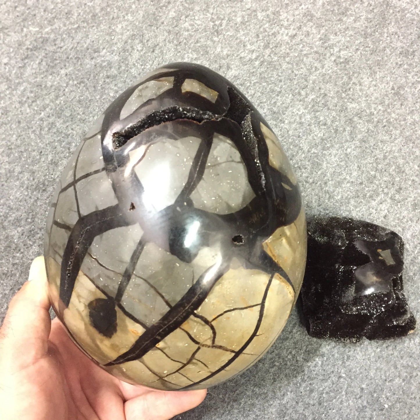 Septaria, oeuf de taille XL en 2 parties, 2,3 kilogrammes, 18x 12 x 12 centimètres. Superbe qualité, incroyables effets positifs pour vos collections, expositions...