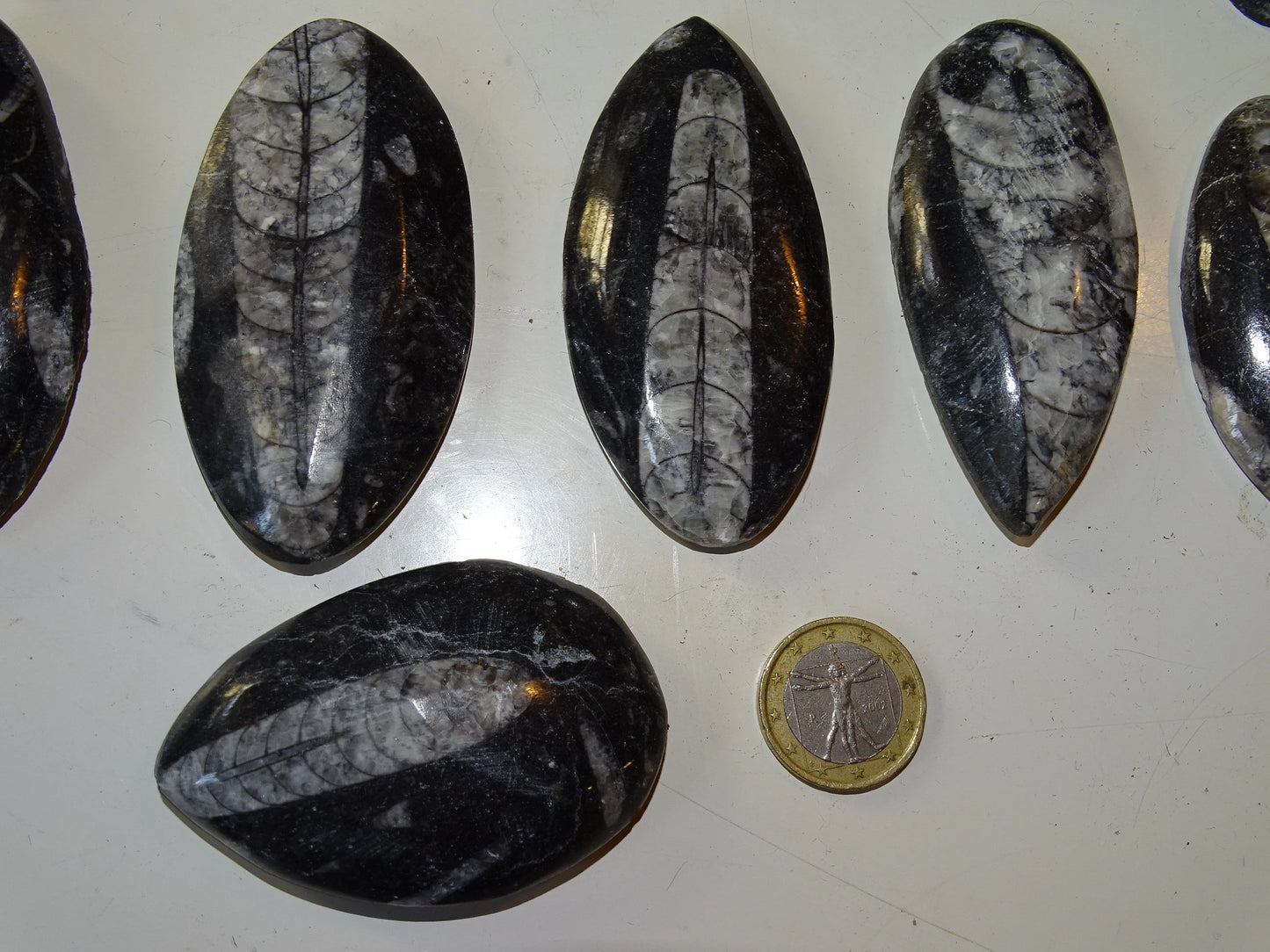 Orthoceras/ Orthocère, sélection de spécimens au choix ou en lot. Parfait pour collection, exposition...