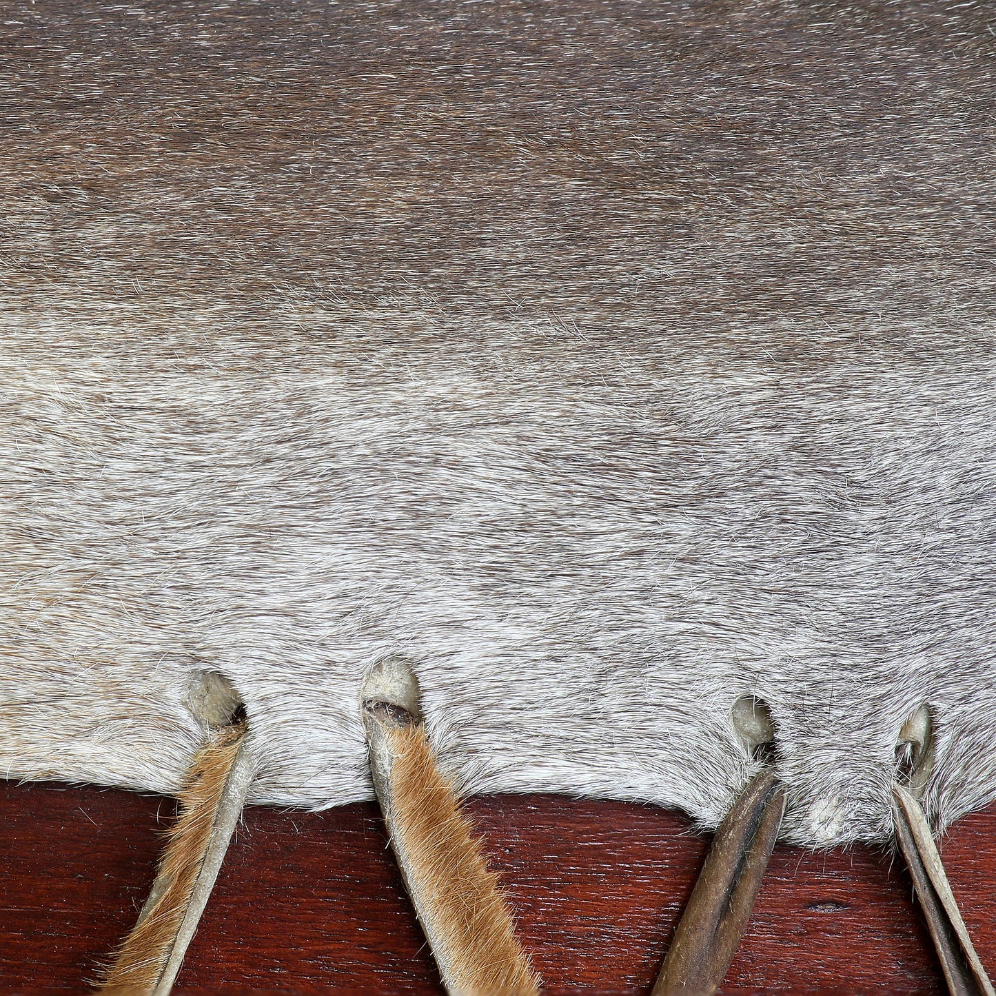 Mother drum, choice of Ø 100, 120, 140 cm. Sold with 2 suitable mallets, cover + table optional!