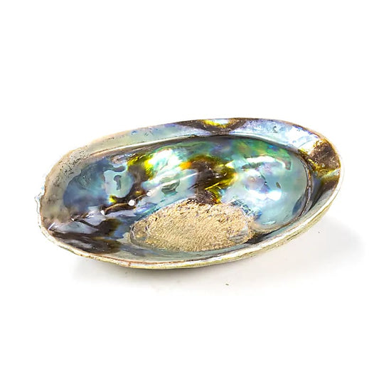 L'Abalone/ Haliotis Iris, coquille d'ormeau arc-en-ciel aux magnifiques reflets bleus et verts, appelée « paua » par les Maoris de Nouvelle-Zélande.