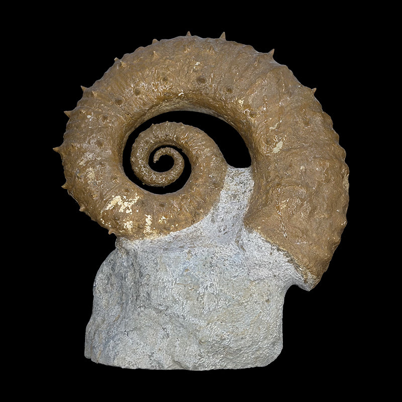Ammonite déroulée du Crétacé, de 340 x 300 x 95 mm - 11,60 kilogrammes. Parfait pour collection, exposition...