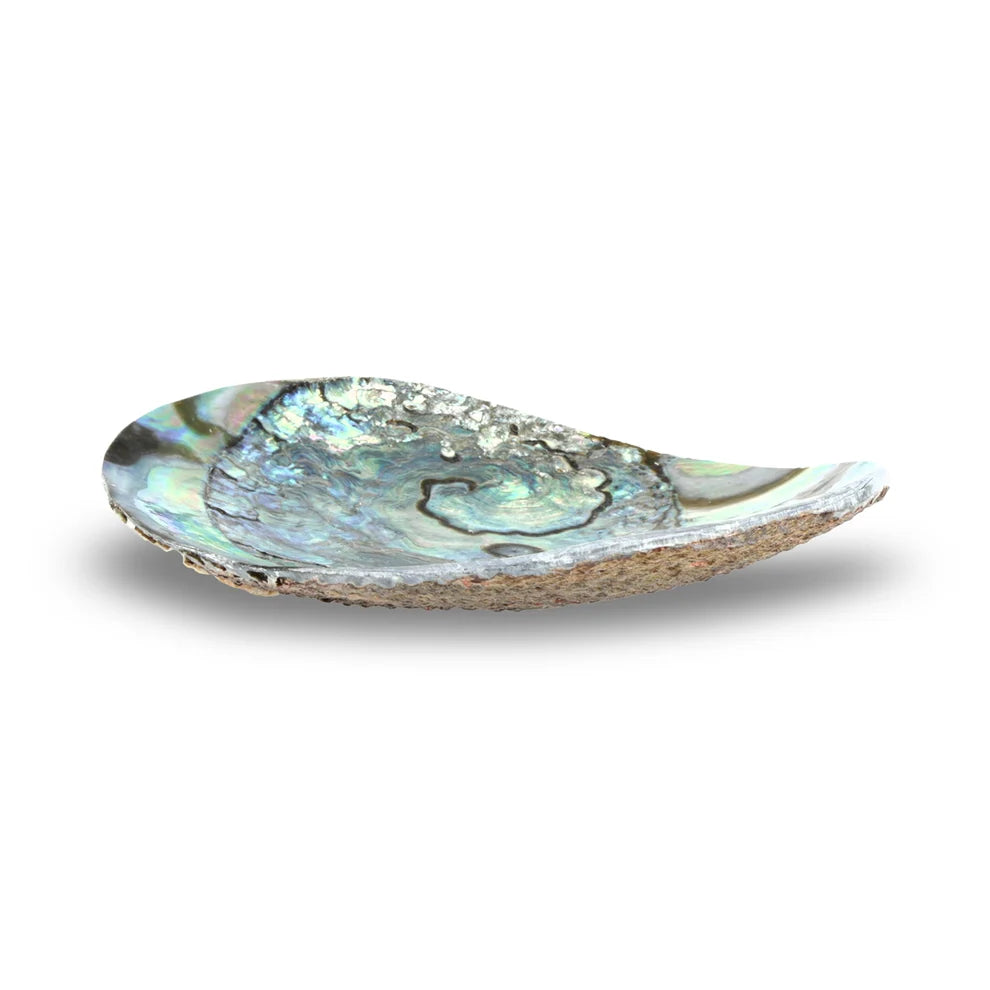 Petite coupelle décorative en coquille d’ormeau verte (Haliotis fulgens) – 10 cm – Idéale pour bijoux et petits objets