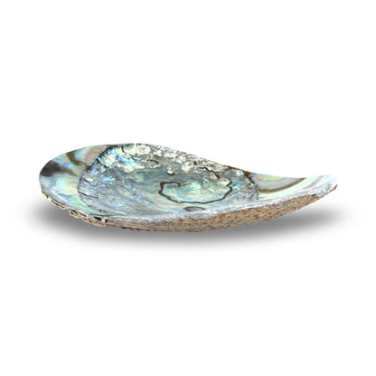 Petite coupelle décorative en coquille d’ormeau verte (Haliotis fulgens) – 10 cm – Idéale pour bijoux et petits objets
