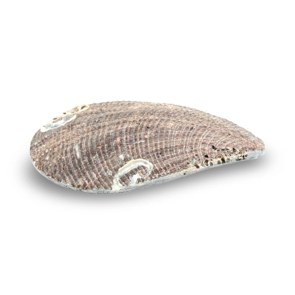 Petite coupelle décorative en coquille d’ormeau verte (Haliotis fulgens) – 10 cm – Idéale pour bijoux et petits objets