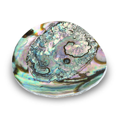 Petite coupelle décorative en coquille d’ormeau verte (Haliotis fulgens) – 10 cm – Idéale pour bijoux et petits objets