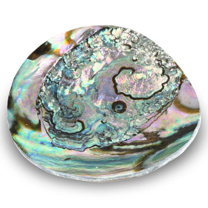 Petite coupelle décorative en coquille d’ormeau verte (Haliotis fulgens) – 10 cm – Idéale pour bijoux et petits objets