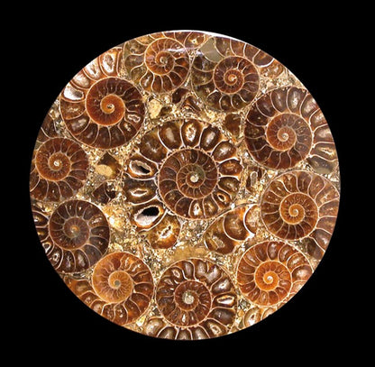 Ammonite, plateau de 7,8 ou 11 centimètres. Parfait pour décoration, collection ou exposition... de 33mm x 28 x 9 - 9,9 grammes. Parfait pour collection, exposition...