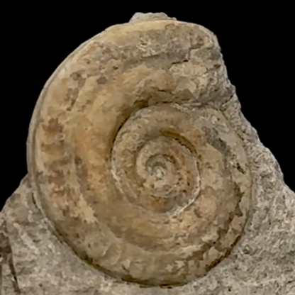 Ammonite de l'étage TOARCIEN, de 125 x 140 x 50 mm- 915 grammes. Parfait pour collection, exposition...