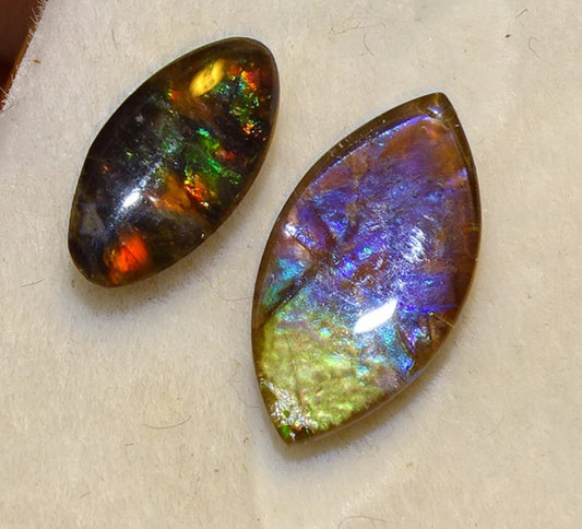 Ammolites 'véritables', 2 pièces au choix de 0,9x0,4x0,1 et 12x0,5x0,2 mm, magnifiques reflets multicolores, très belles pièces, parfait en bijouterie, collection ,exposition...