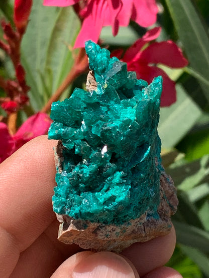 Dioptase, spécimen cristalisé de 52mm x 42 x 17 - 31 grammes ! Rare et puissante en minéralogie et lithothérapie !