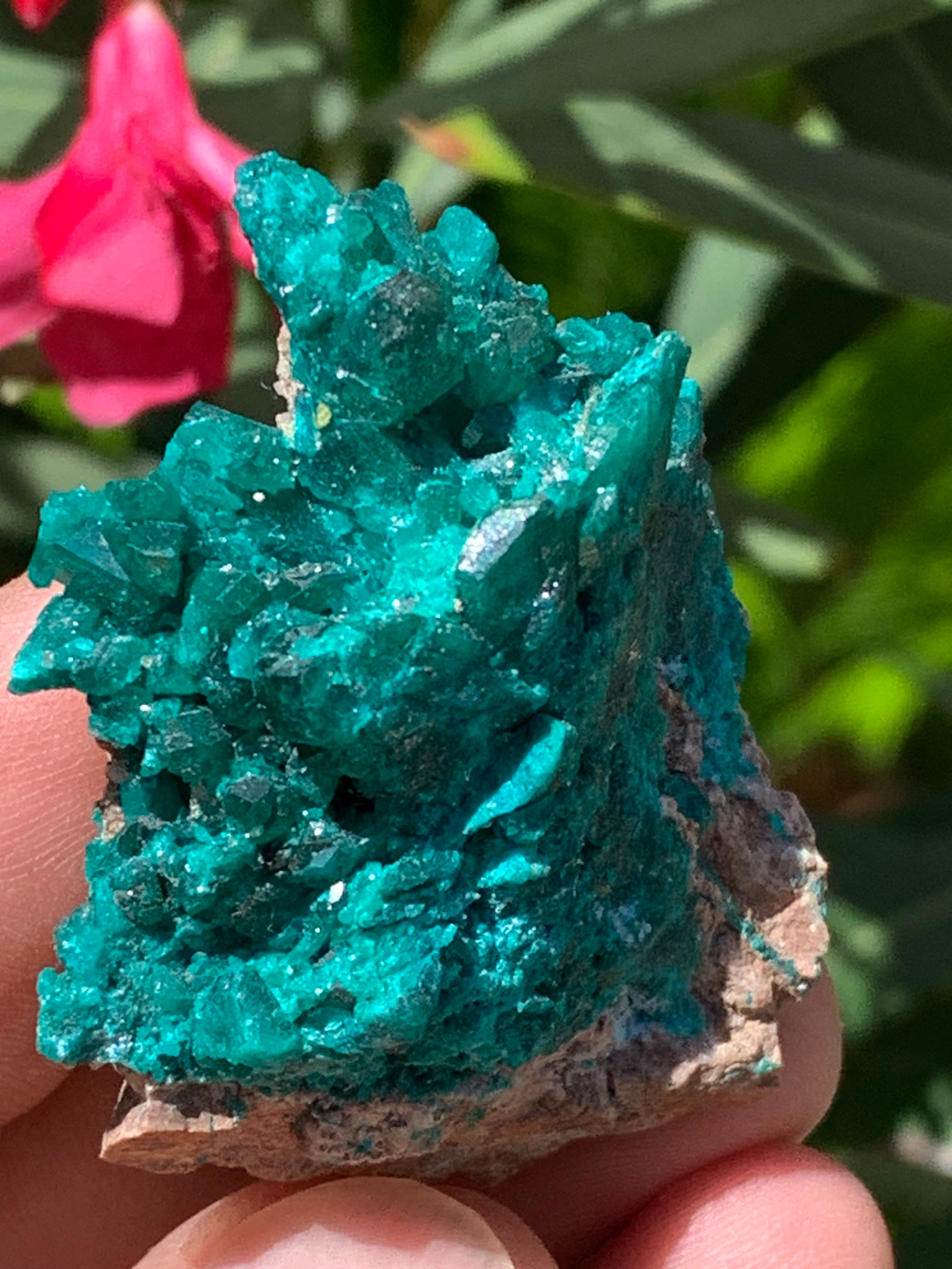 Dioptase, crystallized specimen of 52mm x 42 x 17 - 31 grams! Rare and ...