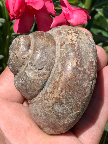 Escargot des Alpes fossilisé de taille XL (rare), 70x60x58 mm - 273 gr. Parfait pour collection, exposition...