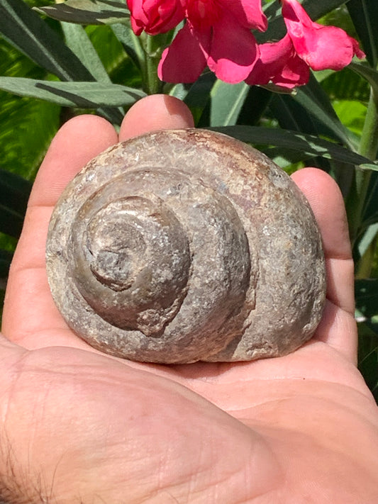 Escargot des Alpes fossilisé de taille XL (rare), 70x60x58 mm - 273 gr. Parfait pour collection, exposition...