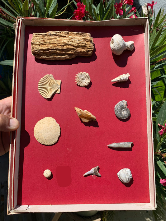 Fossiles de France, coffret collection avec description de 12 pièces. Parfait pour collection, exposition...