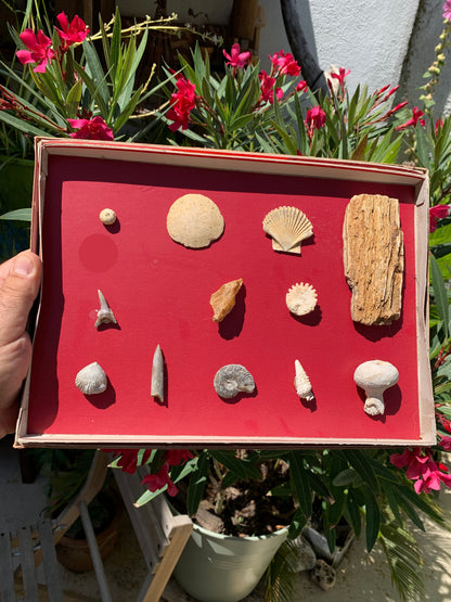 Fossiles de France, coffret collection avec description de 12 pièces. Parfait pour collection, exposition...