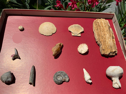 Fossiles de France, coffret collection avec description de 12 pièces. Parfait pour collection, exposition...