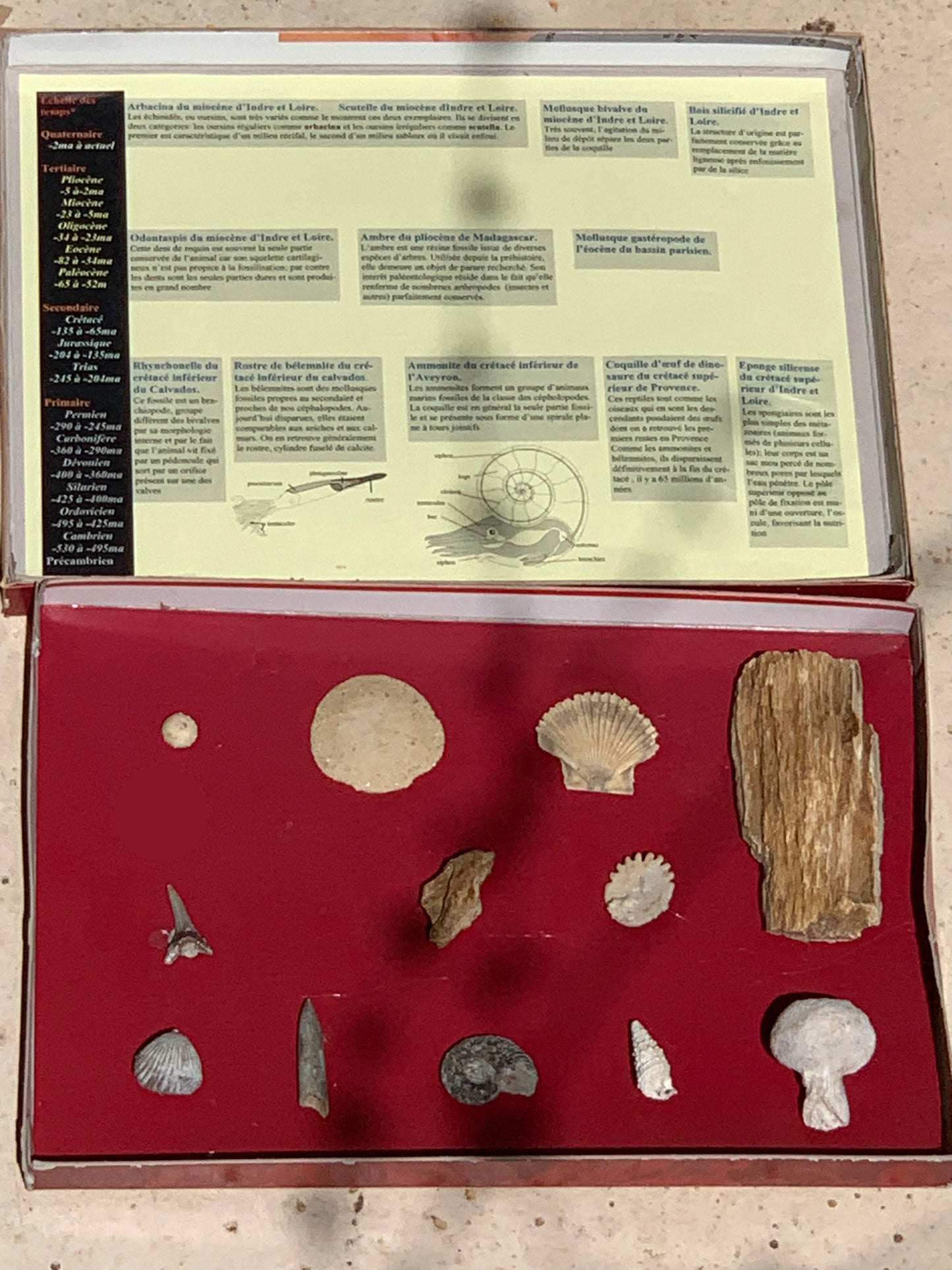 Fossiles de France, coffret collection avec description de 12 pièces. Parfait pour collection, exposition...
