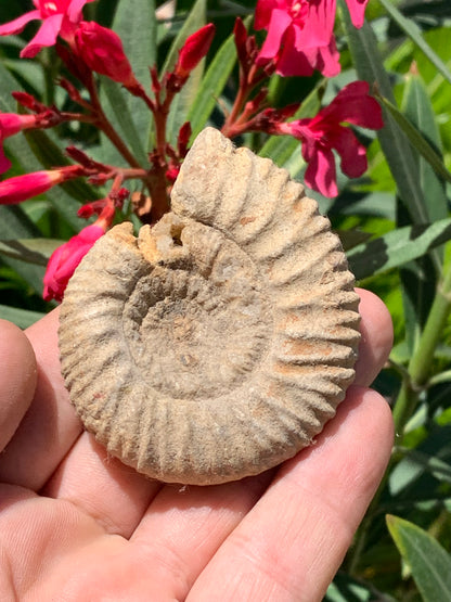 Ammonite dîtes 'Tracteur' de France, de 67mm x 55 x 22 - 92,2 grammes. Parfait pour collection, exposition...