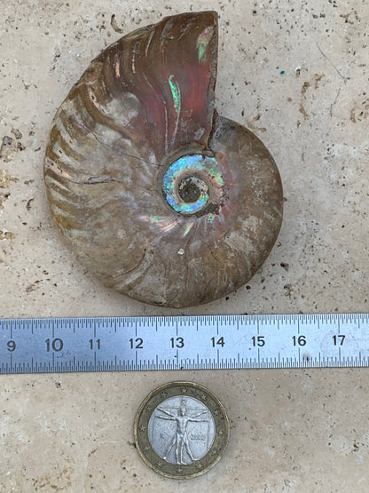 Ammonite nacrée, de 72mm x 56 x 22 - 101,6 grammes. Parfait pour collection, exposition...