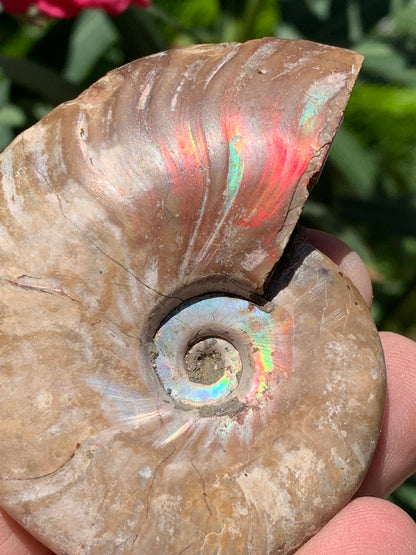 Ammonite nacrée, de 72mm x 56 x 22 - 101,6 grammes. Parfait pour collection, exposition...