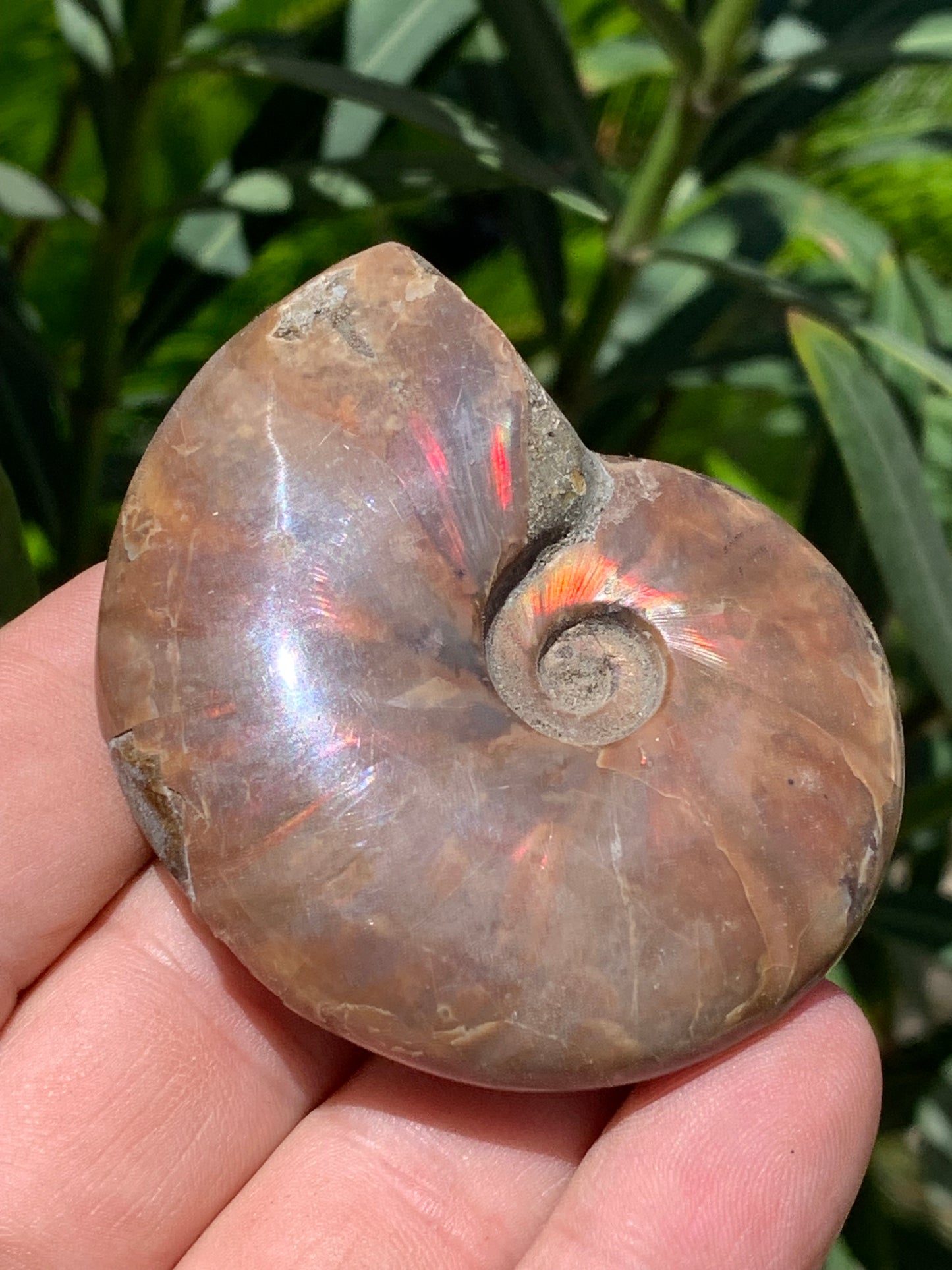 Ammonite nacrée, de 64mm x 54 x 20 - 74,3 grammes. Parfait pour collection, exposition...