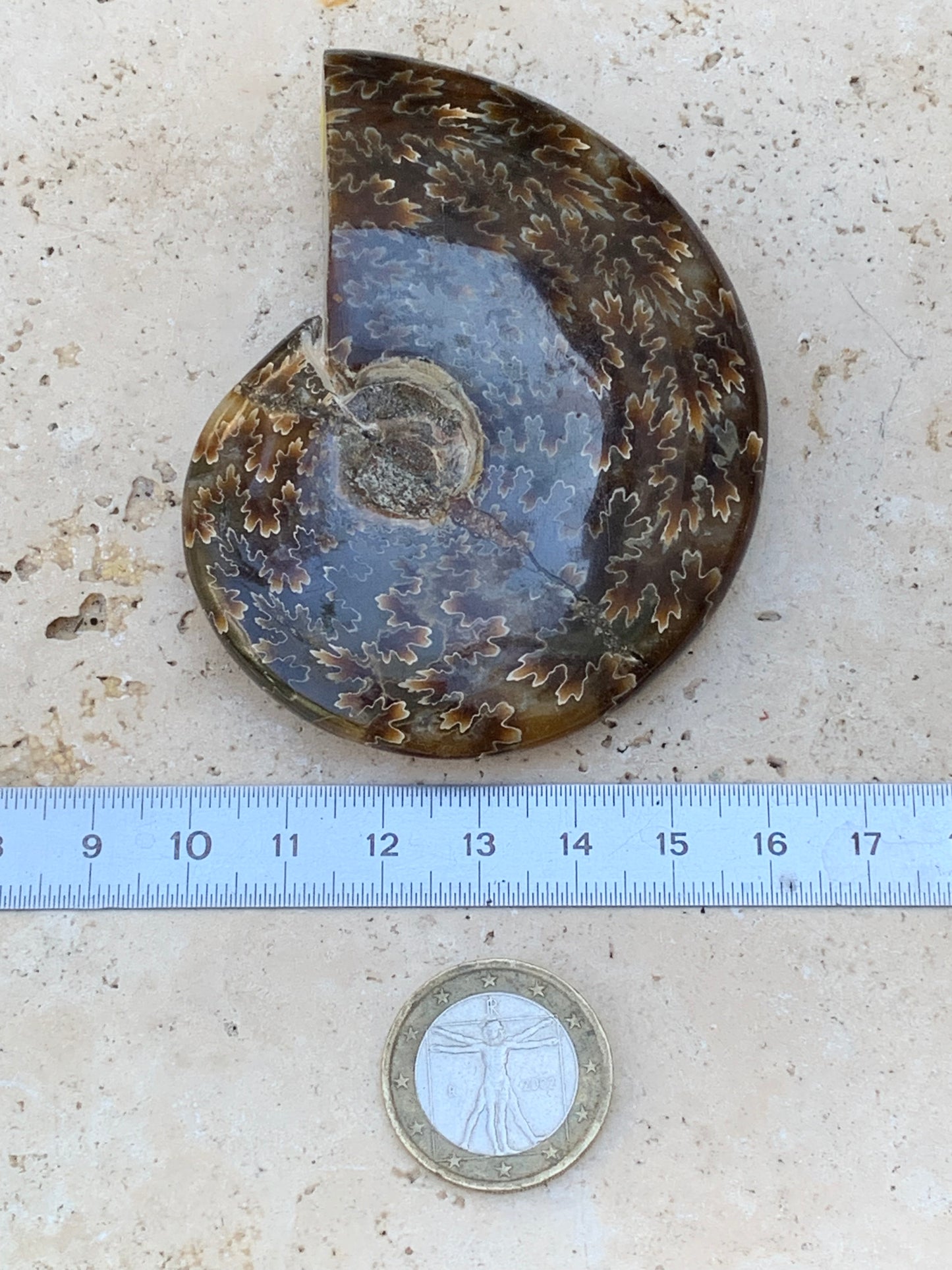 Ammonite fougère, de 78mm x 63 x 22 - 124,7 grammes. Parfait pour collection, exposition...