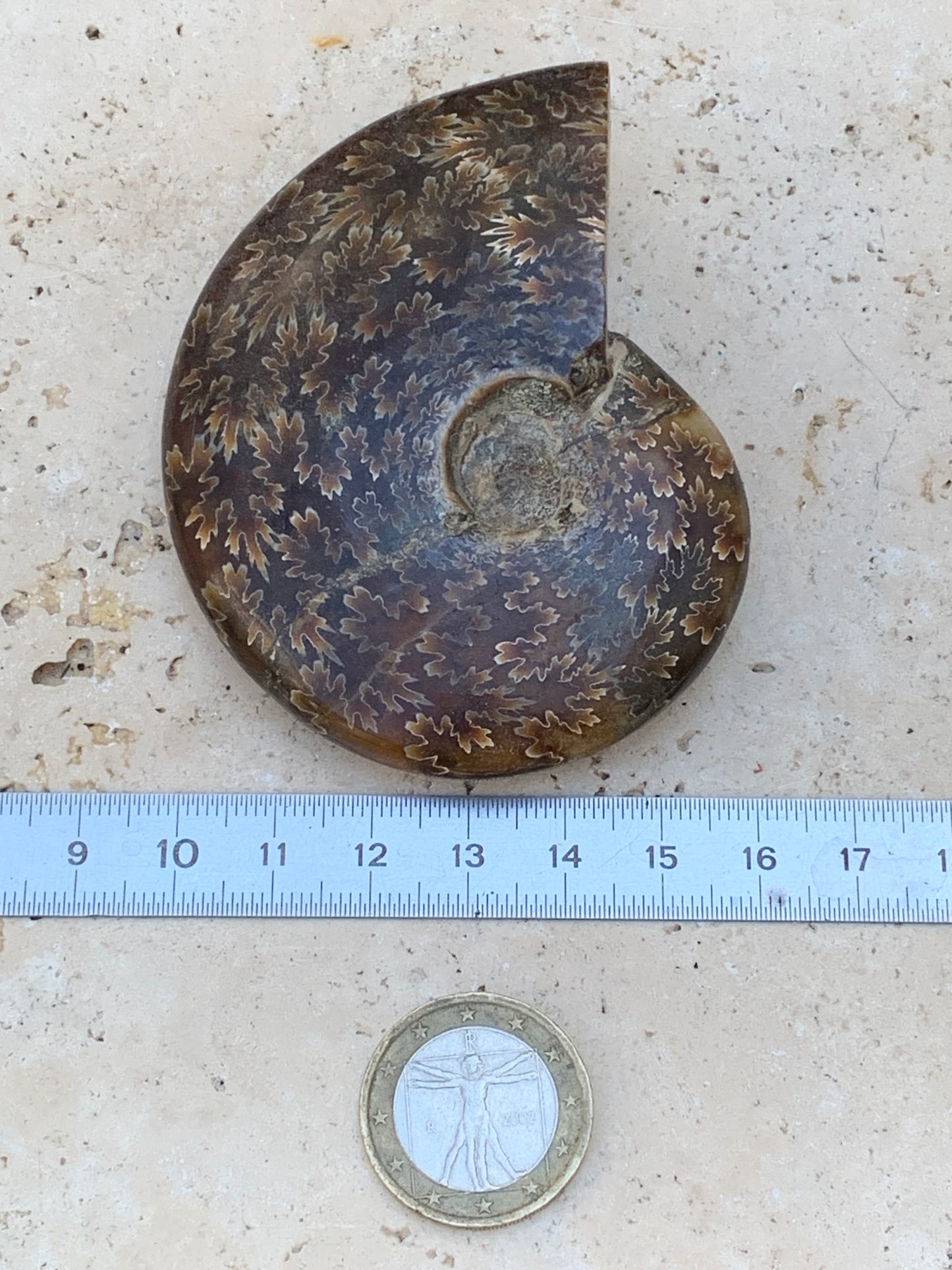 Ammonite fougère, de 78mm x 63 x 22 - 124,7 grammes. Parfait pour collection, exposition...