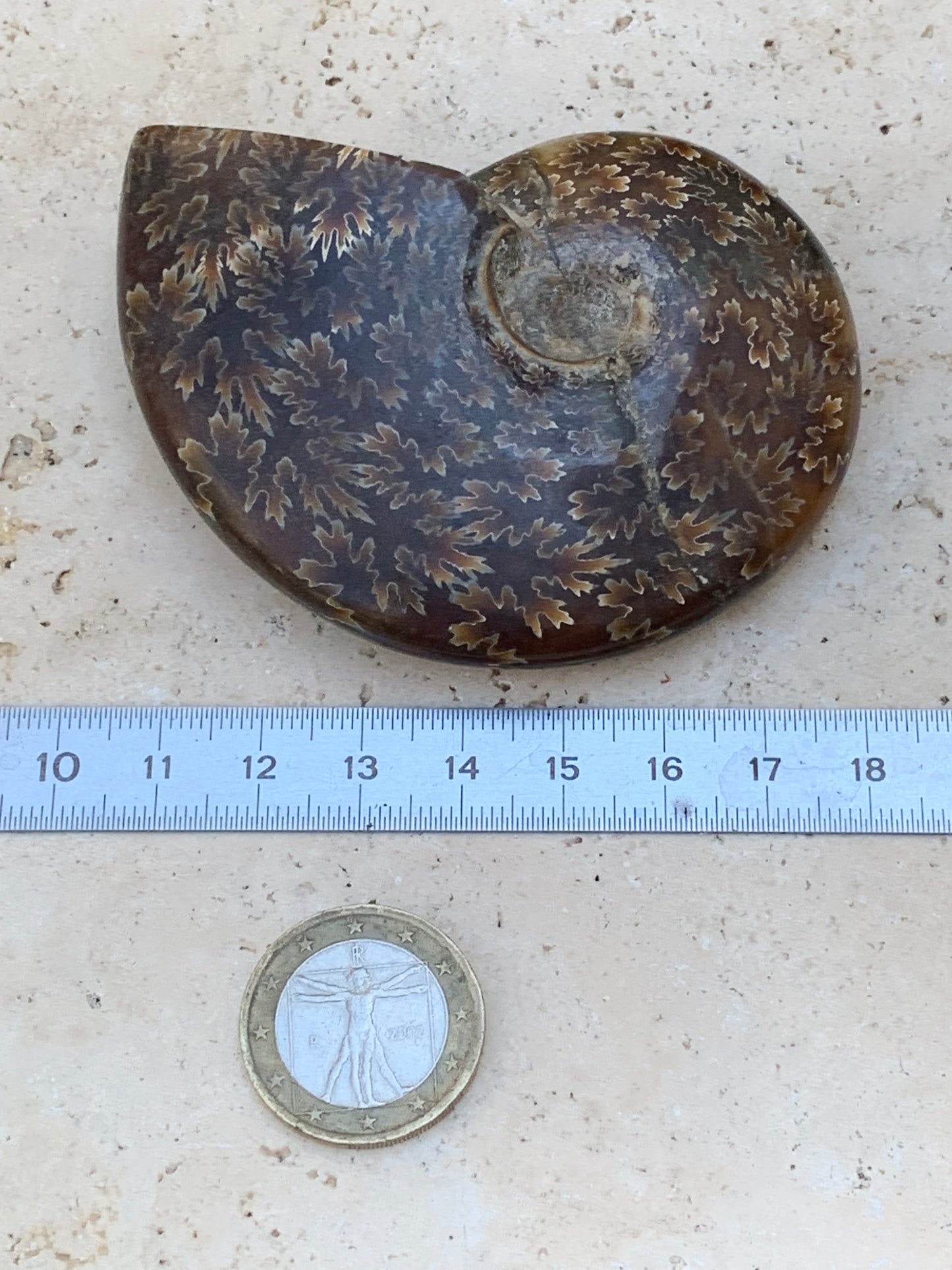 Ammonite fougère, de 78mm x 63 x 22 - 124,7 grammes. Parfait pour collection, exposition...