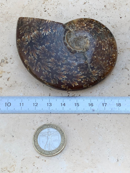 Ammonite fougère, de 78mm x 63 x 22 - 124,7 grammes. Parfait pour collection, exposition...