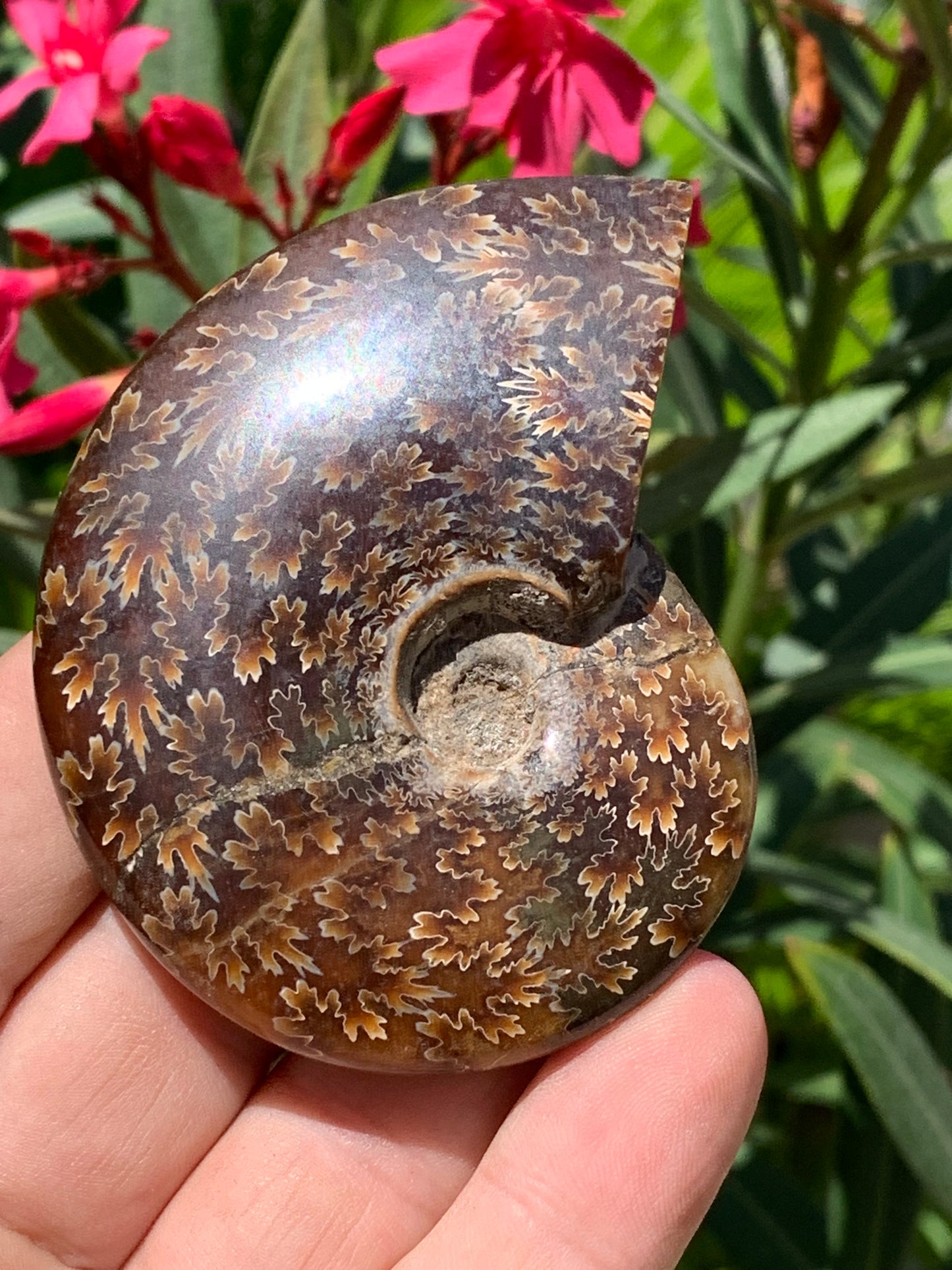 Ammonite fougère, de 78mm x 63 x 22 - 124,7 grammes. Parfait pour collection, exposition...