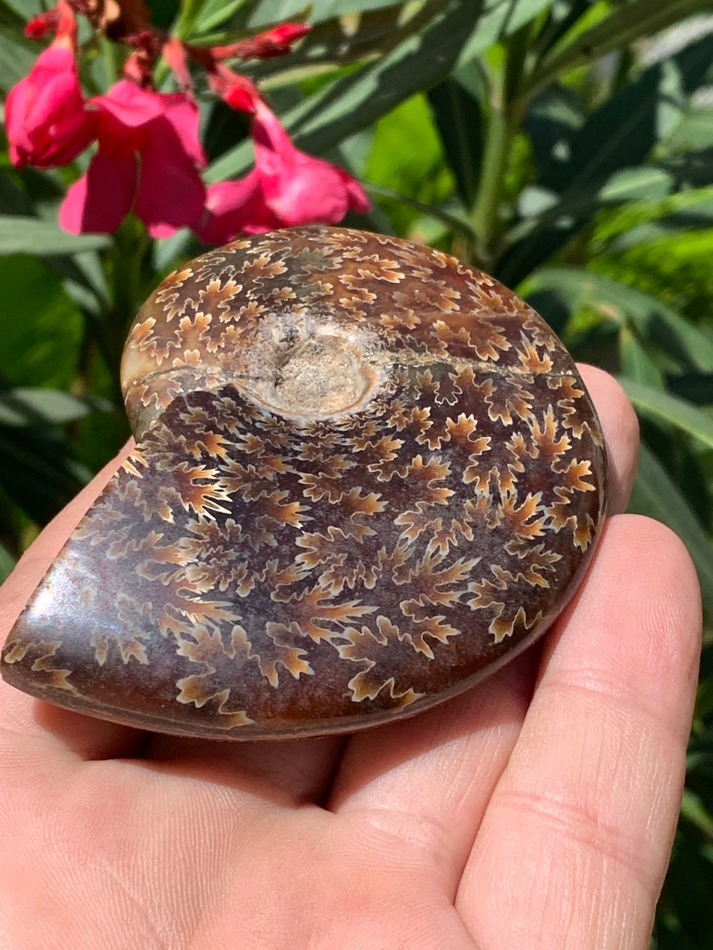 Ammonite fougère, de 78mm x 63 x 22 - 124,7 grammes. Parfait pour collection, exposition...