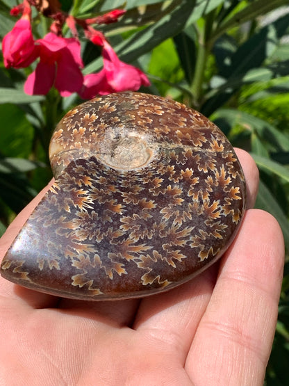 Ammonite fougère, de 78mm x 63 x 22 - 124,7 grammes. Parfait pour collection, exposition...