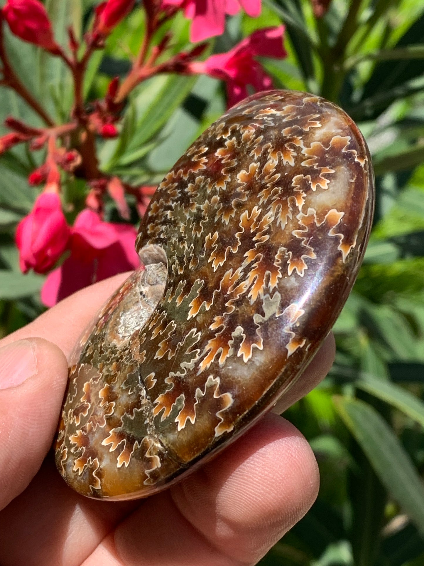 Ammonite fougère, de 78mm x 63 x 22 - 124,7 grammes. Parfait pour collection, exposition...