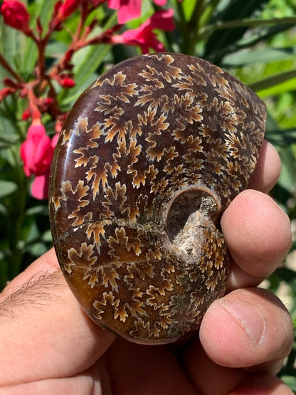 Ammonite fougère, de 78mm x 63 x 22 - 124,7 grammes. Parfait pour collection, exposition...