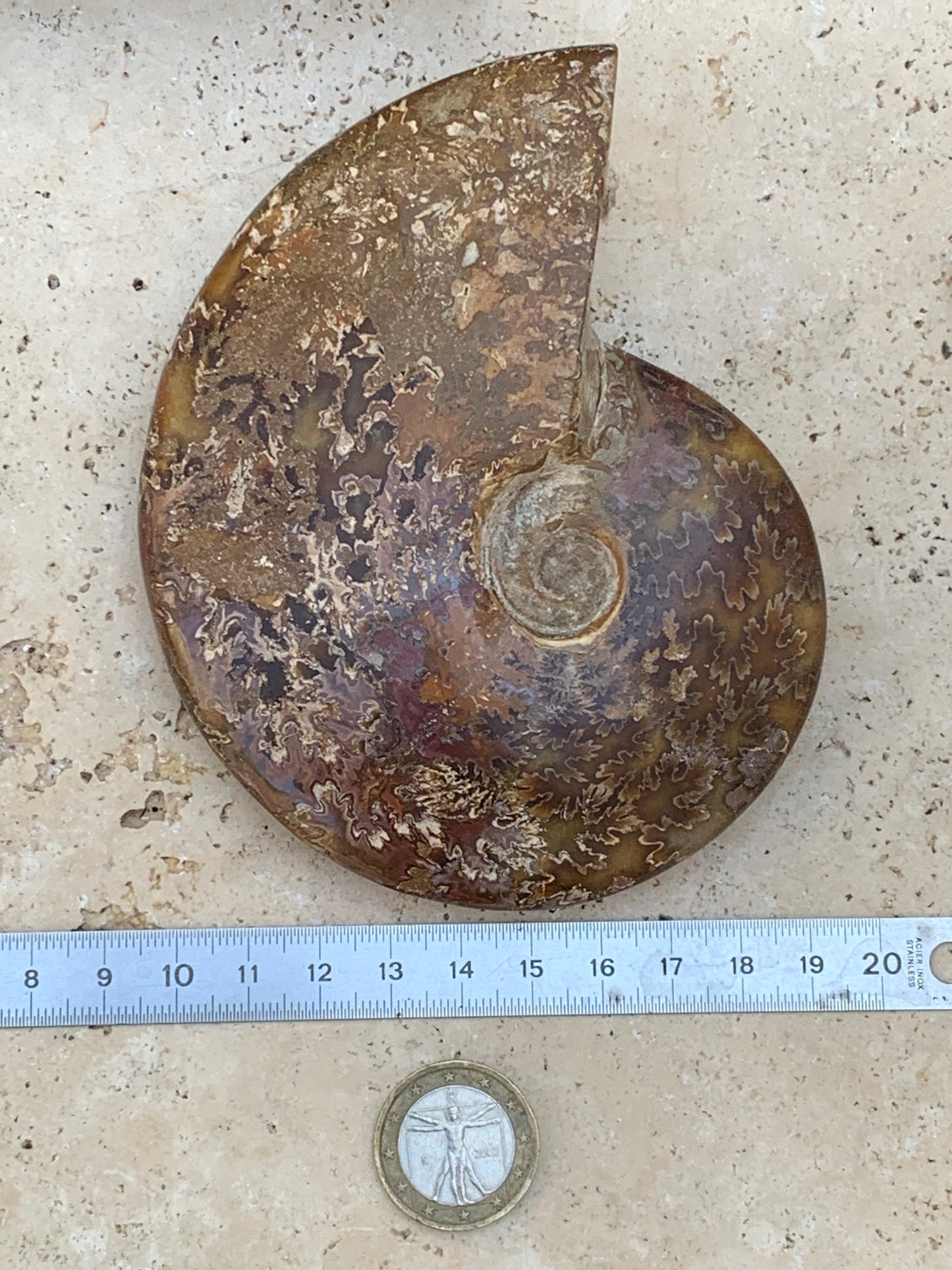 Ammonite fougère, de 123mm x 100 x 23 - 337 grammes. Parfait pour collection, exposition...