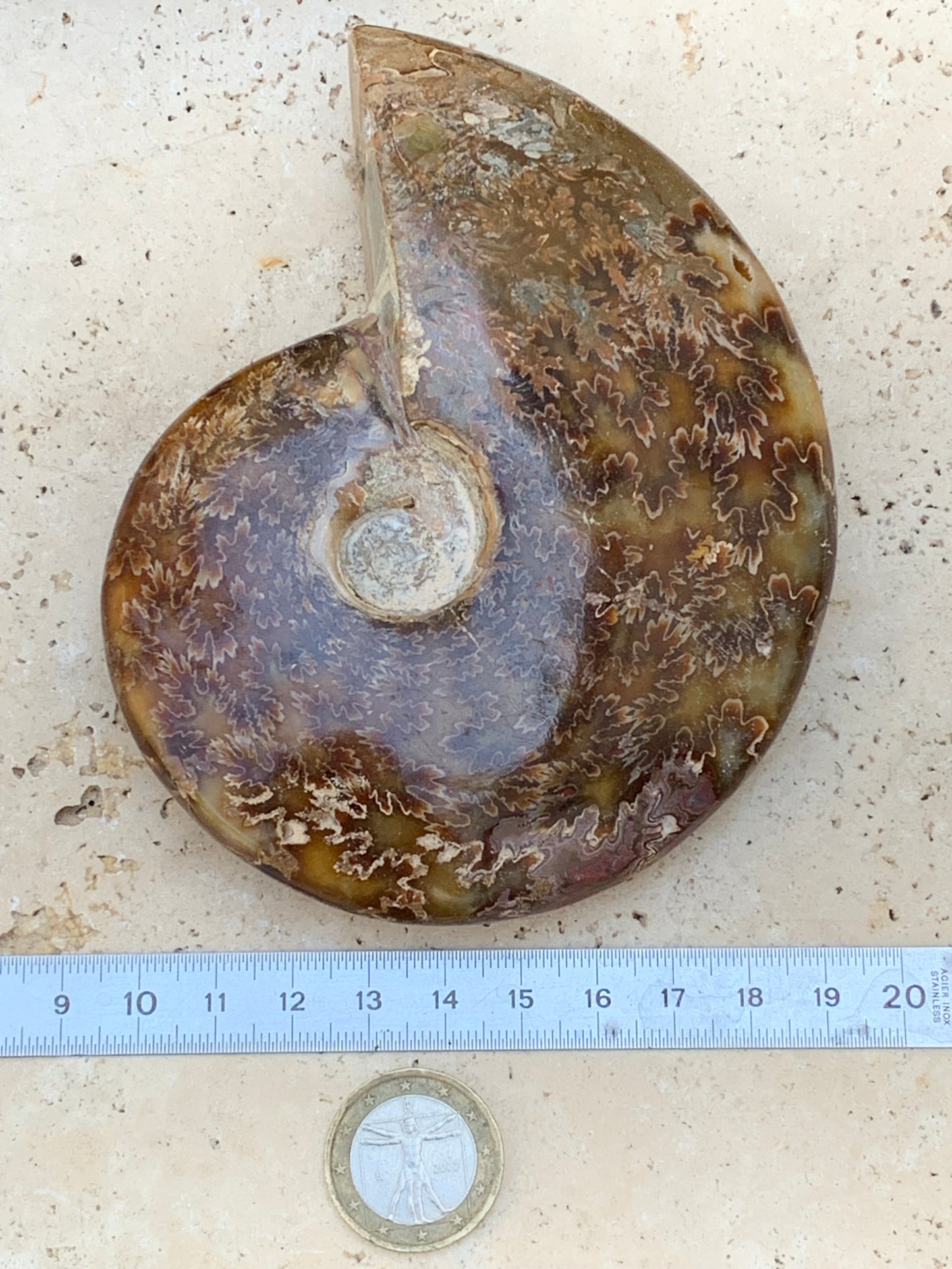 Ammonite fougère, de 123mm x 100 x 23 - 337 grammes. Parfait pour collection, exposition...