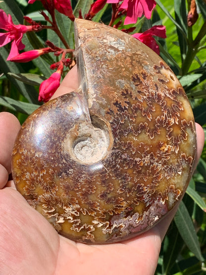 Ammonite fougère, de 123mm x 100 x 23 - 337 grammes. Parfait pour collection, exposition...