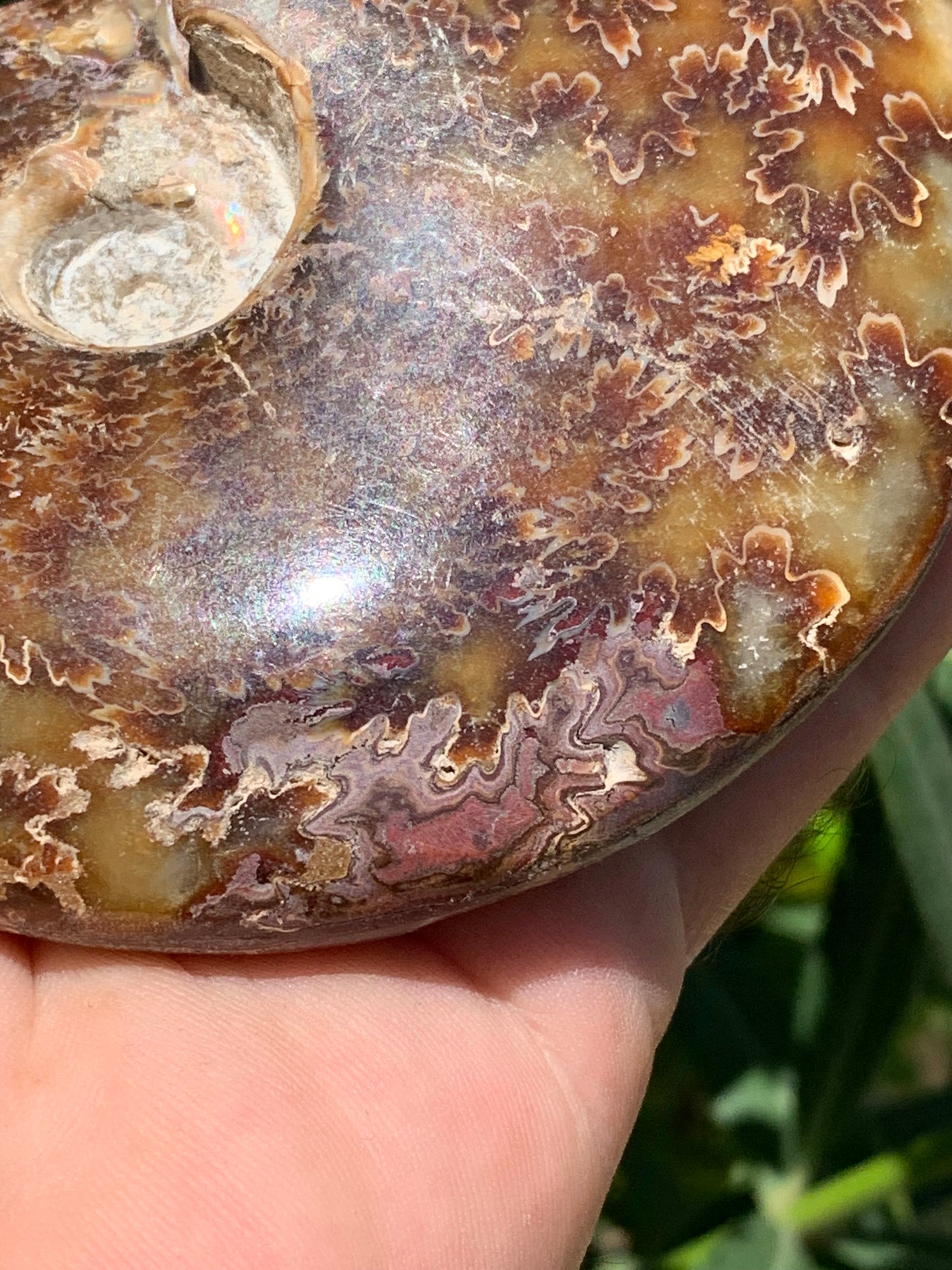 Ammonite fougère, de 123mm x 100 x 23 - 337 grammes. Parfait pour collection, exposition...