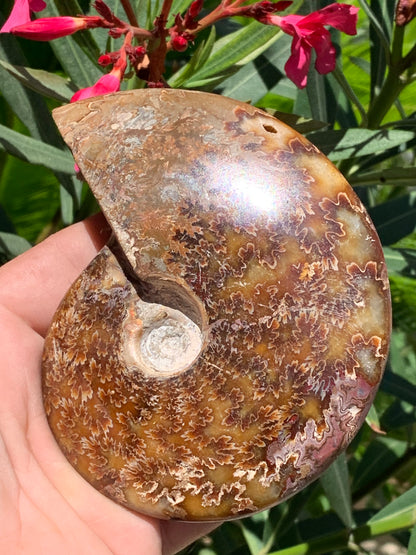 Ammonite fougère, de 123mm x 100 x 23 - 337 grammes. Parfait pour collection, exposition...