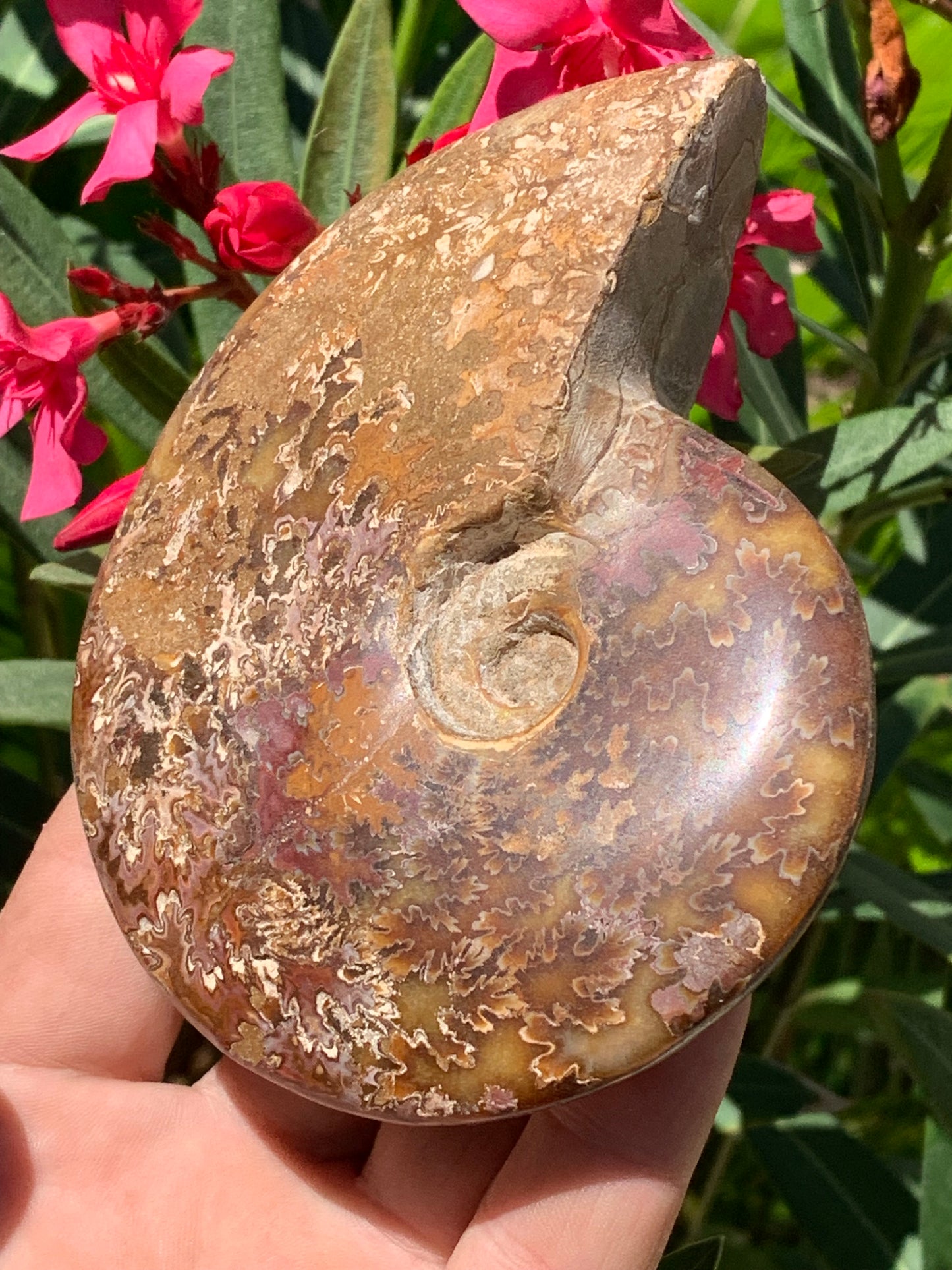 Ammonite fougère, de 123mm x 100 x 23 - 337 grammes. Parfait pour collection, exposition...