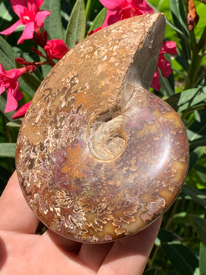 Ammonite fougère, de 123mm x 100 x 23 - 337 grammes. Parfait pour collection, exposition...