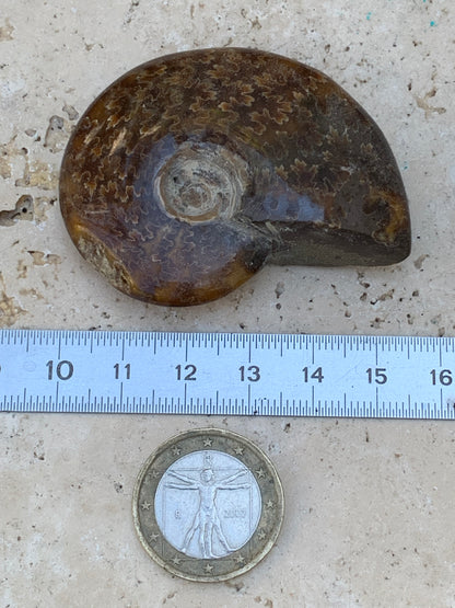 Ammonite fougère, de 55mm x 45 x 16 - 43,8 grammes. Parfait pour collection, exposition...