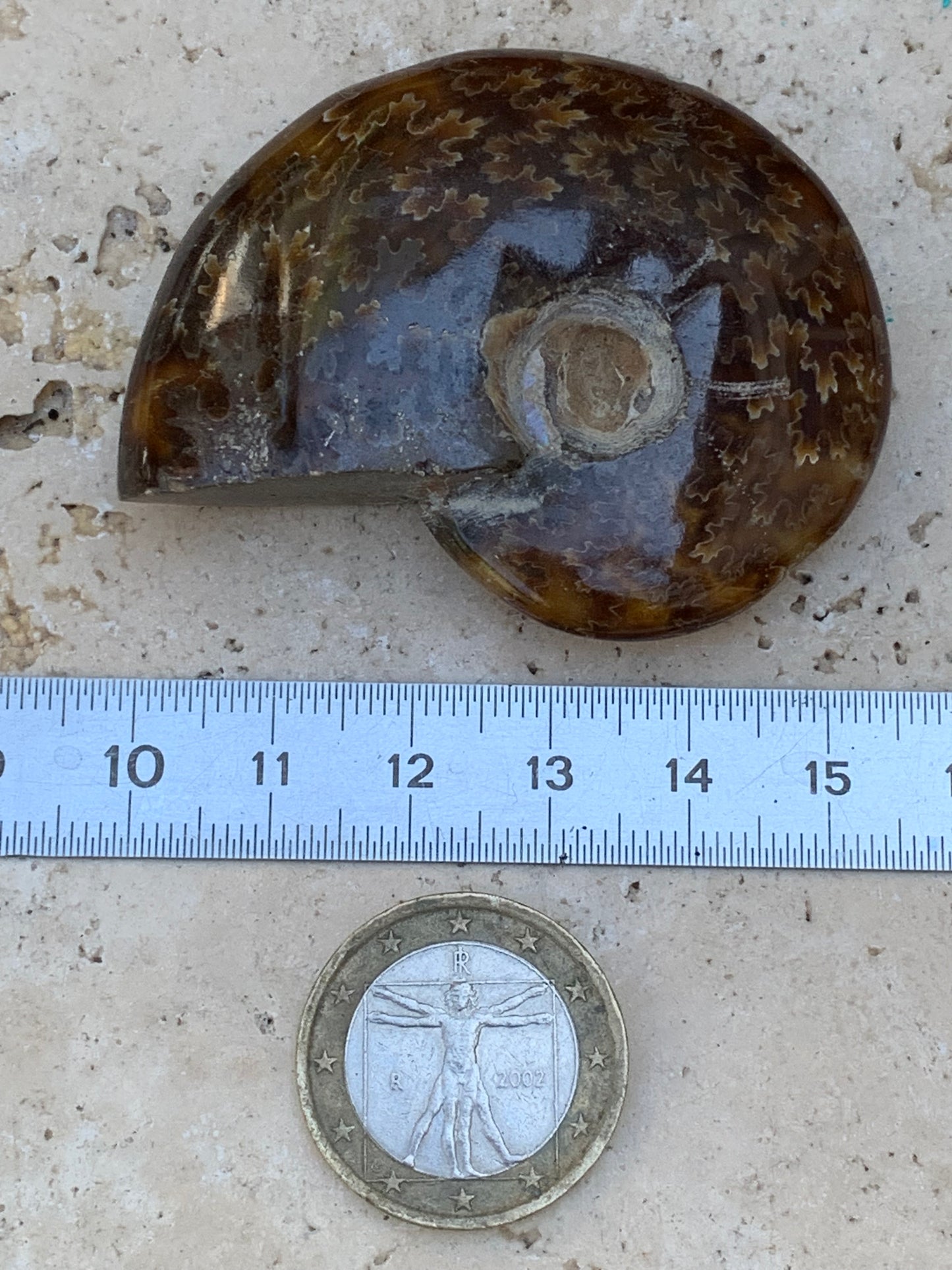 Ammonite fougère, de 55mm x 45 x 16 - 43,8 grammes. Parfait pour collection, exposition...