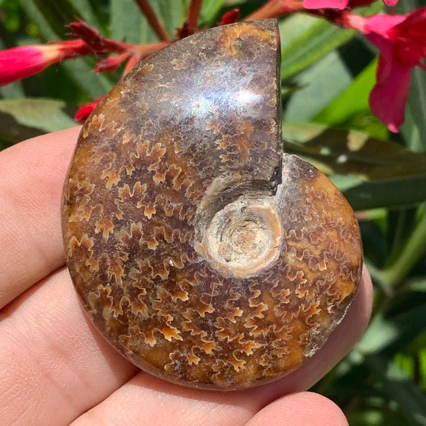 Ammonite fougère, de 55mm x 45 x 16 - 43,8 grammes. Parfait pour collection, exposition...