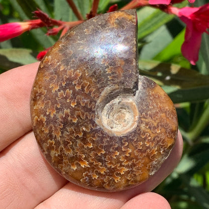 Ammonite fougère, de 55mm x 45 x 16 - 43,8 grammes. Parfait pour collection, exposition...