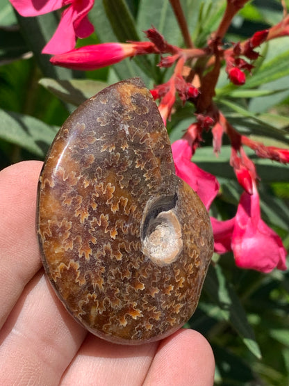 Ammonite fougère, de 55mm x 45 x 16 - 43,8 grammes. Parfait pour collection, exposition...