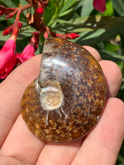 Ammonite fougère, de 55mm x 45 x 16 - 43,8 grammes. Parfait pour collection, exposition...