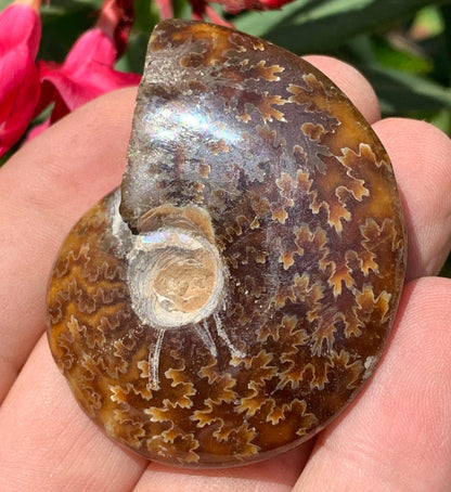 Ammonite fougère, de 55mm x 45 x 16 - 43,8 grammes. Parfait pour collection, exposition...